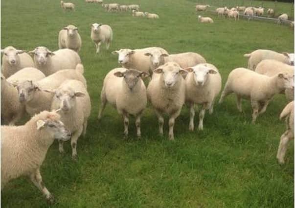As grass growth declines consider weaning lambs