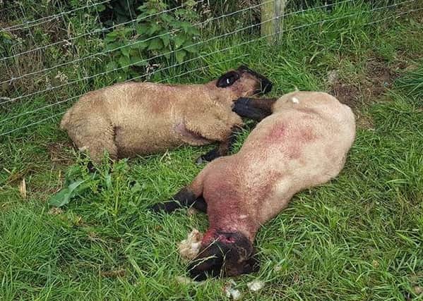 Two of the sheep killed in the brutal attack in the Temple Hill Road area of Newry, the second attack in the area recently