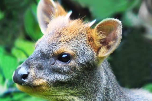 The Southern pudu originates from the lowland forests of South Chile and South-west Argentina and is the smallest member of the deer family