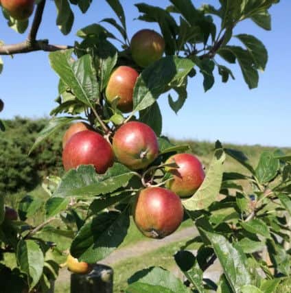 Apple growing on Drew and Oonagh Bradley's at Ards Allotments located on the northern shores of Strangford Lough. Picture: Drew and Oonagh Bradley