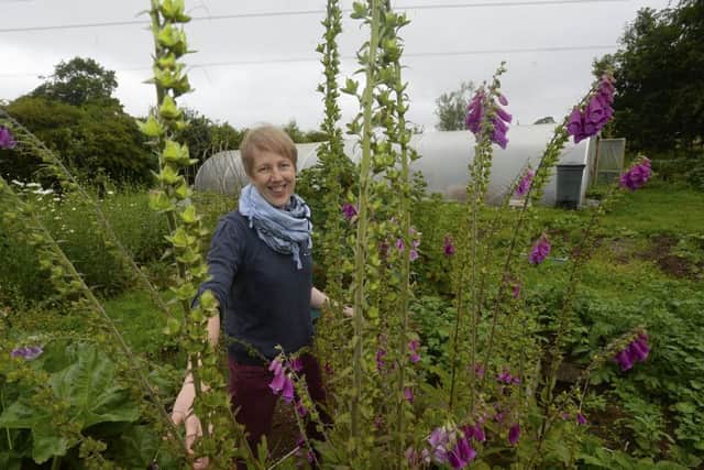 "Allotments are absolutely fantastic, you can grow so much on a small space. Apart from that the social side of having an allotment is really great. We have regular work days where people try to come and do communal work around the site and these are brilliant craic," says Susan Lynn. Picture: Arthur Allison/Pacenaker