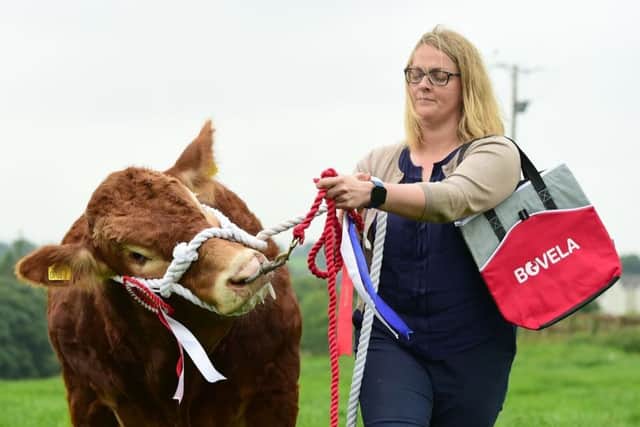 All roads lead to County Fermanagh, Lyndsey Drummond Bovela sponsor of Limousin section at Fermanagh Show
