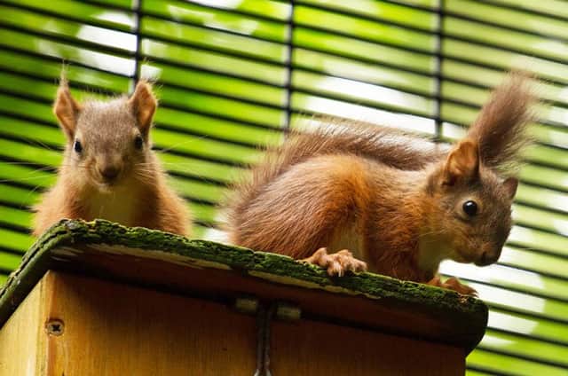 Undated handout photo issued by Belfast Zoo of two of the five new red squirrel kittens that have been born at the attraction in a major success for conservation efforts.  PRESS ASSOCIATION Photo. Issue date: Friday July 28, 2017. The population has dramatically declined due to the loss of the tree-living rodent's forest habitats and competition from the grey squirrel, which carries a lethal virus. See PA story ULSTER Squirrel. Photo credit should read: Jon Lees/Belfast Zoo/PA Wire  NOTE TO EDITORS: This handout photo may only be used in for editorial reporting purposes for the contemporaneous illustration of events, things or the people in the image or facts mentioned in the caption. Reuse of the picture may require further permission from the copyright holder.