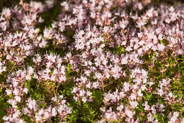 Aclose-up of wild thyme flowers