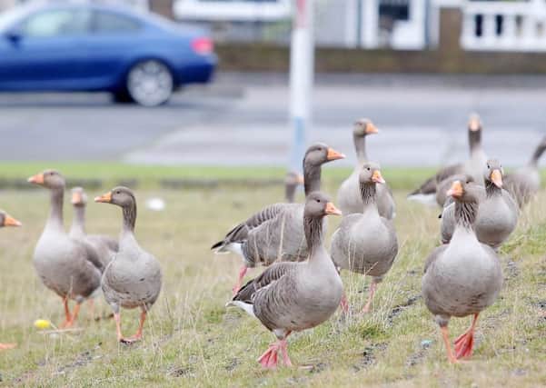 Geese in Belfast.There is an effort to control their number near City Airport.  

Picture by Jonathan Porter/PressEye.com