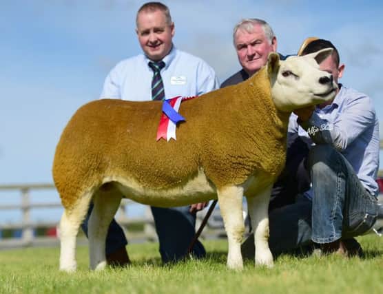 Accepting the Fane Valley champion title at the NI Texel BreederÃ¢Â€Â™s Club Balmoral Maze show and sale is Andrew FyffeÃ¢Â€Â™s Fairywater, shearling ewe.  Pictured is Mark Gilliland, Fane Valley representative, and judge Frank Morrison. (Photo by Alfie Shaw Agriimages).