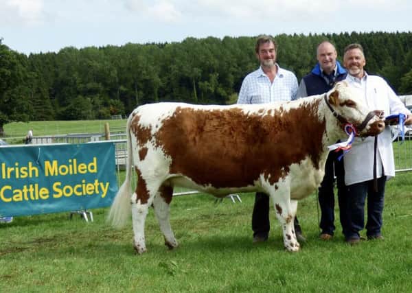 The overall breed championship was won by senior heifer Cultra Lorraine owned by Robert Boyle. Also pictured is the breed judge Richard McConnell and interbreed judge Kenny Gracey