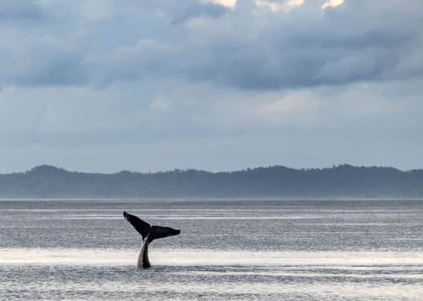 Humpback whale fluke in Hervey Bay