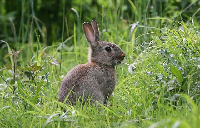 The Irish hare (pictured) is being impacted upon by the European hare