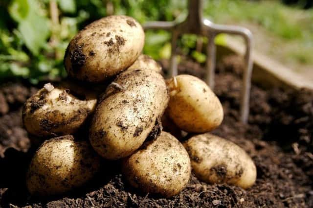 One medium-sized potato contains just 100 calories, and is packed with vital nutrients. ).PICTURE KEVIN MCAULEY/MCAULEY MULTIMEDIA