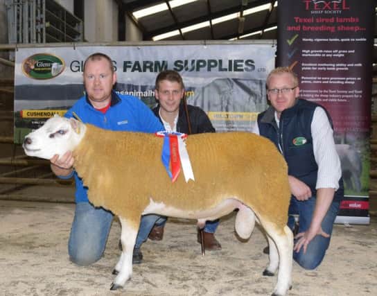 Michael Smyth, Judge and John Christie Glens Farm Supplies, Sponsor, hand over the Champion Rosette at Armoy Club Show and Sale to the Ram Lamb exhibit from Roger Strawbridges Tamnamoney Texel Flock.  Also pictured is handler Sam McAuley.