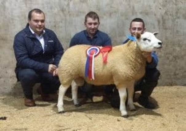 Frank Clewer, Judge, and Sponsor Richard Primrose, Bank of Ireland, present the Championship rosette to a Strathbogie Whiplash son owned by Gary Rankin Garvetagh Hill Texels at Clogher Show & Sale.  Also pictured is Nathan Armstrong, handler.