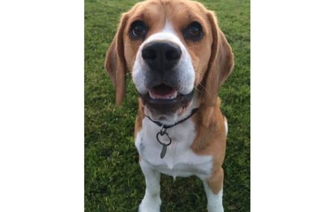Wombat, a three-year-old Beagle, went missing on September 27.