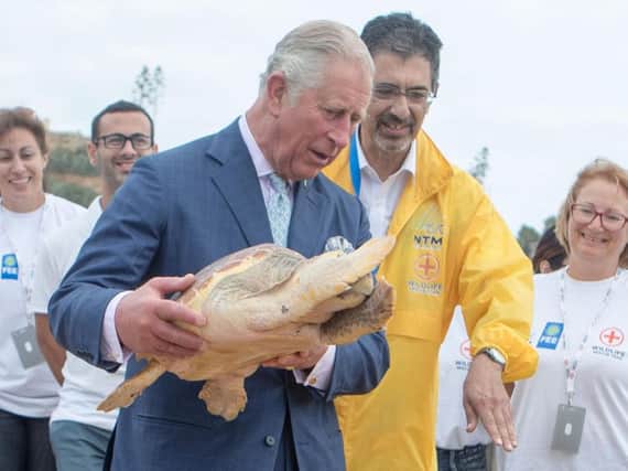 The Prince of Wales releases a rehabilitated turtle into the sea on Golden Bay beach after meeting veterinarians from Nature Trust Malta and veterinarians who work on the charity's Turtle Rehabilitation programme during his visit to Malta