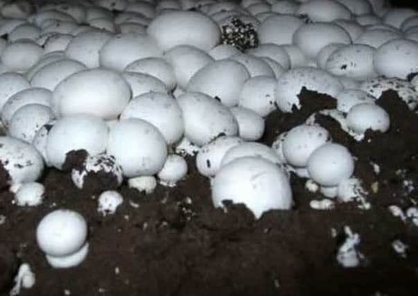 Nine in 10 mushroom growers use RHI