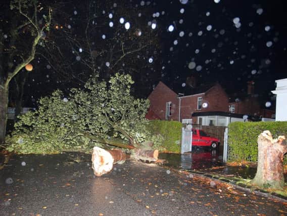 A fallen tree blocks a street off the Upper Newtownards Road in east Belfast