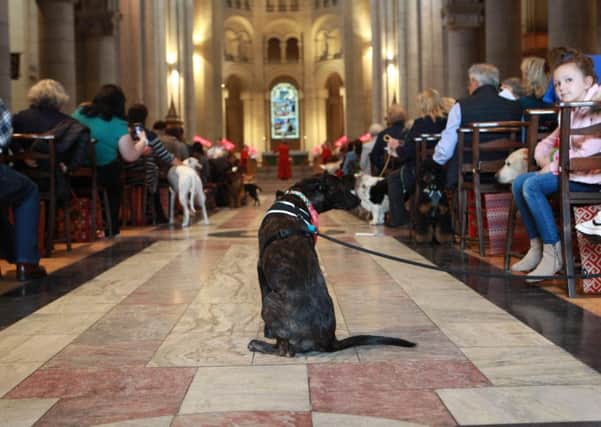 The pet-themed service on Sunday at St Anne's Cathedral in Belfast. Picture Pacemaker