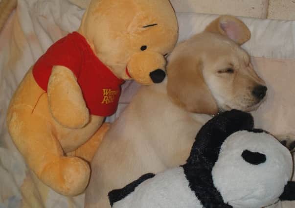 Puppy Frank cuddled up with two of his cuddly toys shortly after he was born