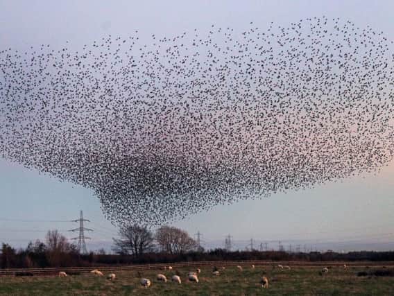 Starlings in the sky over Gretna on the Scottish Borders, flying and swooping before the sun goes down in what is known as a murmuration