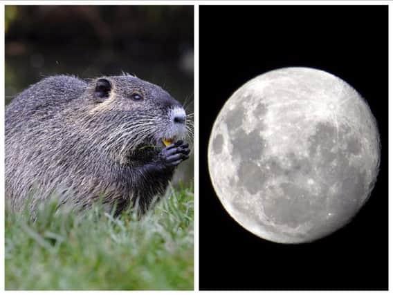The term 'Beaver Moon' dates back to the Native Americans.