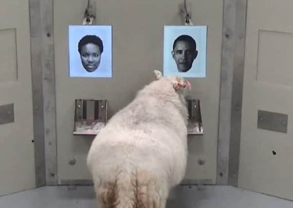 A sheep looking at a picture of Barack Obama during the celebrity-spotting experiment at Cambridge University