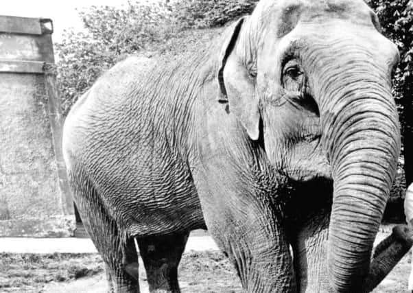 Tina the elephant, at Belfast Zoo